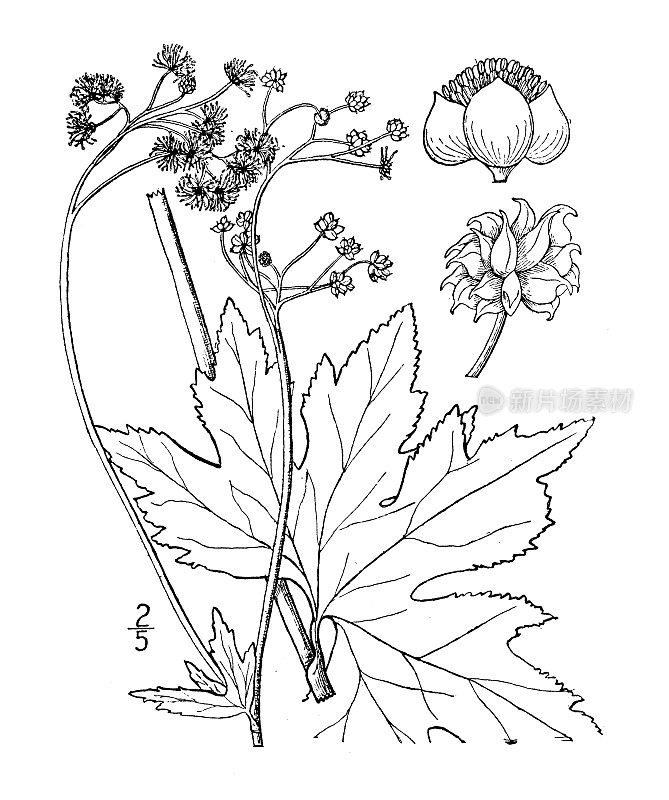 古植物学植物插图:Trautvetteria Carolinensis, False Bugbane